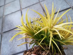 T.イオナンタの斑入りが美しくてたまらない!!≪T.Ionantha Variegata≫