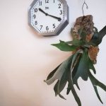 青白いビカクシダを発見したのでコルク付けしてみた。≪ネザーランド≫