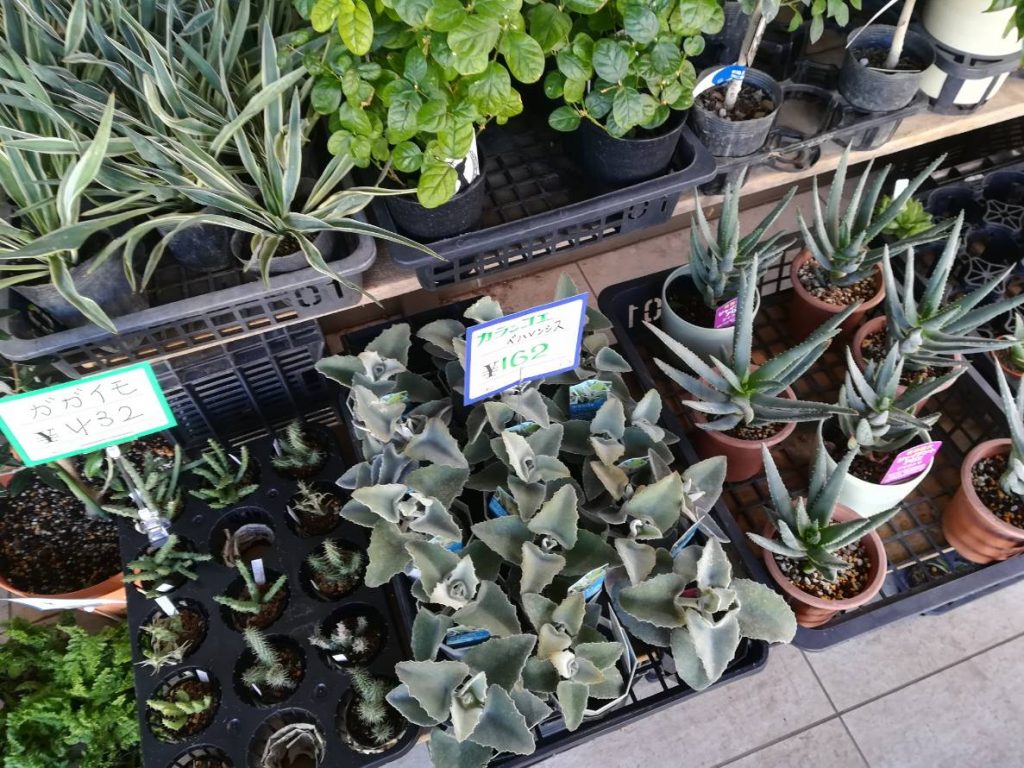 相模大野の植物屋 鶴見園芸 に行ってきた