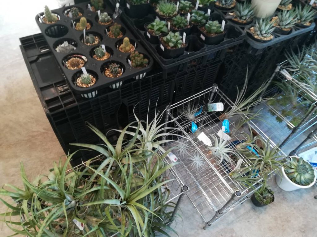 相模大野の植物屋 鶴見園芸 に行ってきた