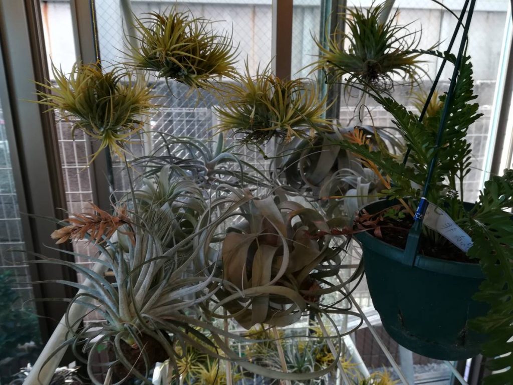 相模大野の植物屋 鶴見園芸 に行ってきた