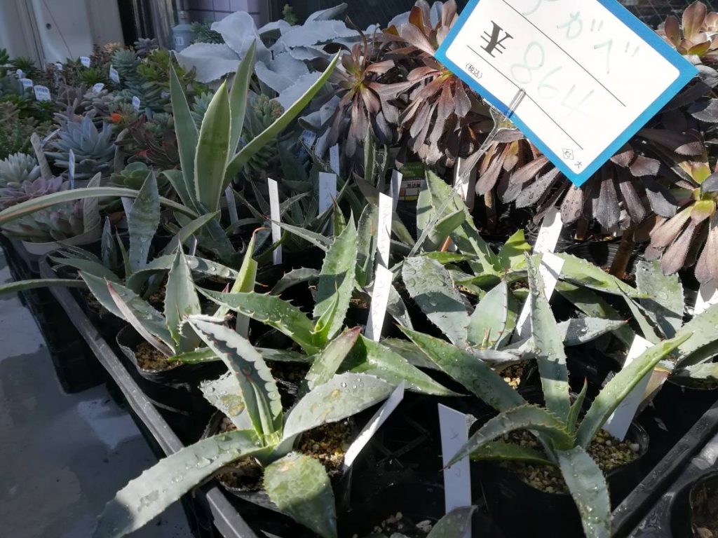相模大野の植物屋 鶴見園芸 に行ってきた