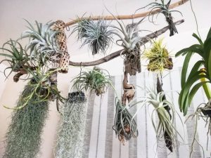 天井から流木を吊るしてチランジア大作戦！≪チランジアの冬≫