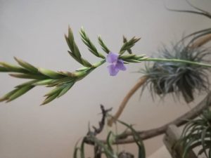 チランジア・ドーラティの開花までかかった日数≪T.Duratii≫