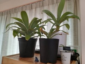 アガベ・アテナータの冬管理について考える。≪アテナータの耐寒性≫