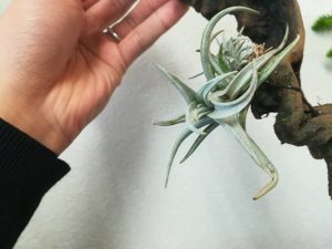 チランジア・シャッツリーを流木に着生。≪T.schatzlii≫