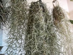 ウスネオイデスの枯れない吊るし方を考える。≪細葉≫