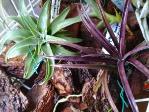 カピタータ”イエロースター”と”ドミンゲンシス”とアルビダ。≪チランジア記録用≫