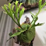 ビカクシダ・リドレイ(山採り)の冬。 ≪成長記録10ヶ月目≫