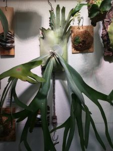 P.peawchanが四角くなってます。≪成長記録もうすぐ2年目。≫