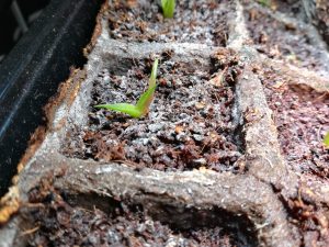 アガベの実生開始から約３ヶ月。≪コバエ対策≫