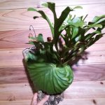 ビカクシダ・リドレイの2年を振り返る。≪P.ridleyi≫