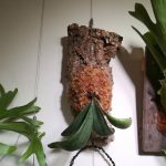 貯水葉のないビカクシダをコルク仕立てにした！≪cv.とは？≫