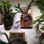 ビカクシダを手作り木製額縁に仕立ててみた。≪P.Pegasus≫