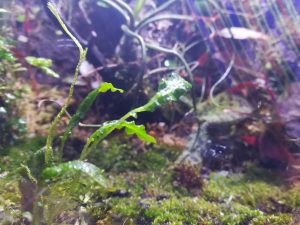 20cmパルダリウムを苔や蘭やチラでリメイクしてみた。≪苔リウム≫