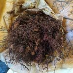 ビカクシダ・ヒリーも板付にしました。≪P.hillii≫