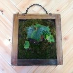 マダガスカリエンセをヘゴ板に付け替えと株分け。≪もうすぐ1年。≫