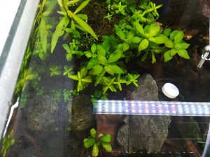 苔対策にミナミヌマエビを導入！茶色い苔を食べてくれ！≪赤玉土水槽２週間後≫