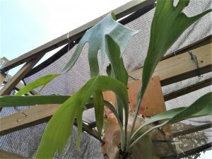 最低気温1℃ですが屋外管理のビカクシダ。≪ビカクシダの耐寒性≫