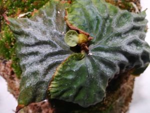 マダガスカリエンセ、付け替えから3週間。≪尖がる奇形葉≫