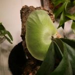 ビカクシダ・ウィリンキーcv.Dparisの貯水葉が綺麗。≪ P.willinckii ≫