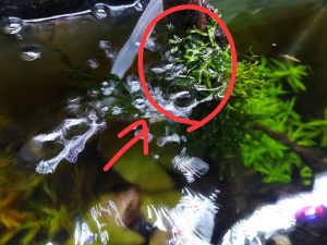 超特大ボルビティス水上葉 ①と② 超特大ボルビティス水上葉 ①と② - メルカリ