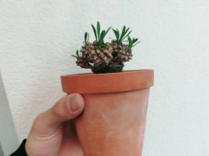 ユーフォルビア 峨眉山の植え替えと株分けをします。≪育てやすく×よく増える≫