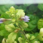 ハイグロフィラ ピンナティフィダの水上葉が開花！≪水草×パルダリウム≫