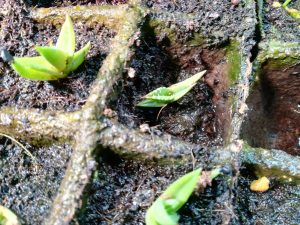 5月、アガベ実生開始から半年経過。≪そろそろ屋外管理へ≫