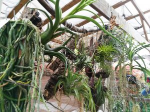 最低気温が10度を越えたのでチランジアを外に出しました。≪エアプランツ×春の管理≫