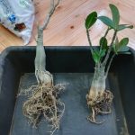 アデニウム・オベスム？アラビカム？の冬越しと春の植え替え。≪Adenium×塊根植物≫