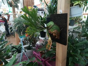 スーパービバホーム長津田店の植物がスゴイ！リドレイにアガベにネペンテスまで...！≪ホームセンター×行ってきた！≫