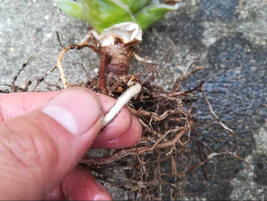 アガベ アテナータ 斑入り の植え替えと根の処理について アガベ 根を切る