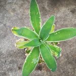 アガベ・アテナータ（斑入り）の植え替えと根の処理について。≪アガベ×根を切る？≫