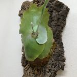 コルク付けにしたコウモリランの貯水葉。≪奇形葉からの復活≫