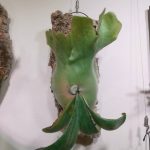 ビカクシダ・ウィリンキーcv.Dparisは貯水葉に個性があるのか。≪コルク付けから5カ月経過。≫