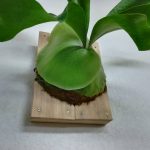 ビカクシダ・ヒリー”Panama”、お迎えから1年が経ちました。≪貯水葉5連発中≫