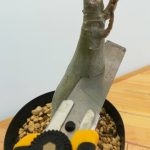 アデニウムの胴切りと挿し木をやってみる！≪塊根植物×切り口殺菌×胴切り方法≫