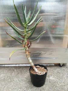 世界最大になるアロエ・ディコトマを育てる。≪植え替え後の水遣り×根の処理≫