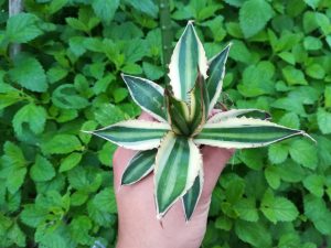 アガベ・五色万代の植え替え。≪5層からなる葉の模様が美しい!≫