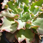 越冬後の巨大エケベリア「高砂の翁」。≪多肉植物×巨大化計画≫