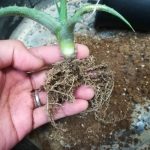 ヘクチアsp.エルマテ産の植え替え。≪ヘクチア×ディッキア×違い?≫