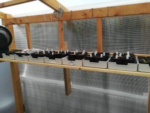 たにさぼ温室化計画進行中...≪実生棚作成×空調×雨漏り補修≫