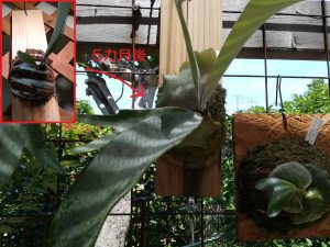 【ハイポネックス ネクスコート】をビカクシダに使ってみる!その後。≪肥料×比較×実験≫