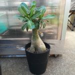 ホームセンターでアデニウム・オベスム（白花）を見つけた！≪コーデックス×塊根植物×どこでも買える≫