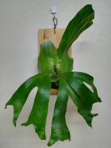 P.stemaria cv.Laurentii の板付から約1年後。≪ビカクシダ×生長記録×足し水苔の結果≫