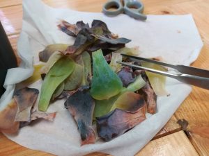 下葉が黄色くブヨブヨになって枯れ落ちる原因は...≪多肉植物×梅雨管理×エケベリア≫