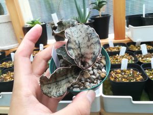 男前サンスベリア「San.kirkii var.pulchra”Coppertone”」を育てる！≪希少種×植え替え×株分け≫