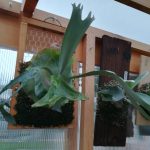 ビカクシダ”Pegasus”の成長記録。≪5ヶ月目×立ち上がる胞子葉×急に垂れた≫