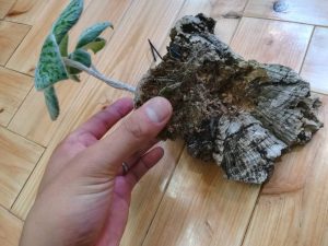 シンニンギア・レウコトリカ(断崖の女王)の植え替え。≪植物落下事件×悲しみの植え付け×塊根植物の着生仕立て≫